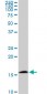 RPS23 Antibody (monoclonal) (M02)